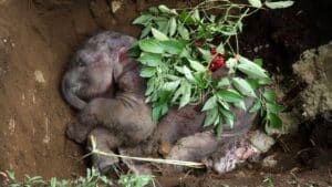 To save Earth should killing nature be made a crime To save Earth should killing nature be made a crime