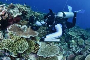 3X2Protecting the Great Barrier Reef makes environmental cents A diver swims past coral on the Great Barrier Reef.