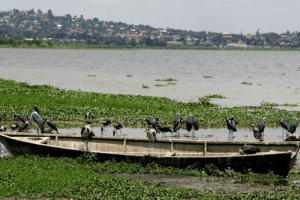 water hyacinth (900 x 600 px) water hyacinth (900 x 600 px)