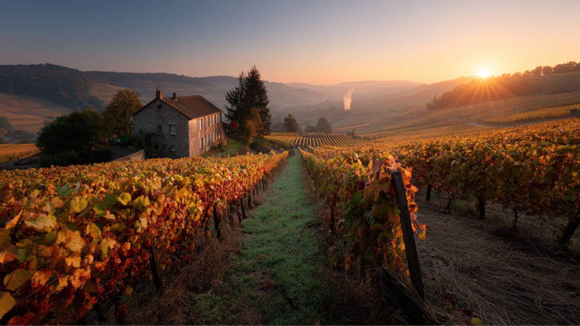 A vineyard in Wallonia 