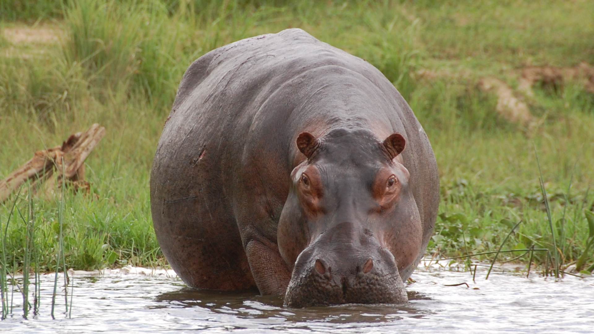 A hippo