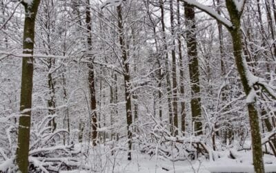 In Europes far east an ancient forest survives v2