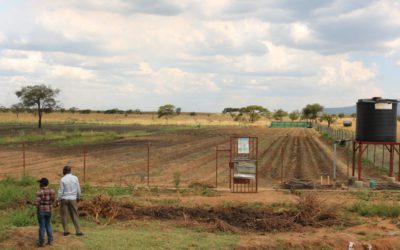 Pigs for cows? How Africa gets climate aid wrong