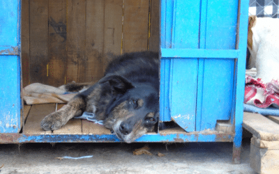 Dogs move from street to shelter in Colombia