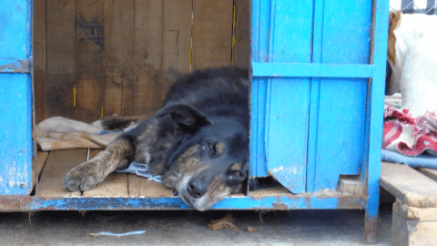Dogs move from street to shelter in Colombia e1602516577791