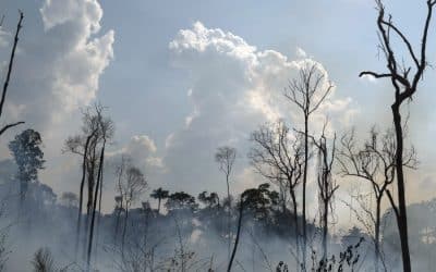 Saving the Amazon: sanctions, less meat, intervention? 