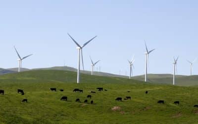 Listen: Is the meat industry sustainable?