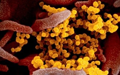 Decoder: Why the coronavirus demands that we act