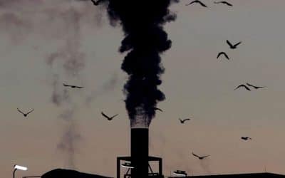 Decoder: Can we fix nature’s crisis and protect Earth?