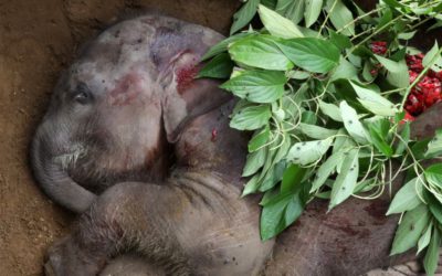 To save Earth, should killing nature be made a crime?