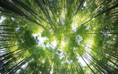 Decoder: Love of economic growth can hinder climate action