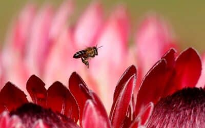 Listen: There’s no Plan B if our friends the bees perish