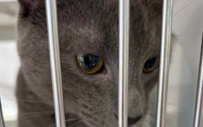 Keeping abandoned animals alive