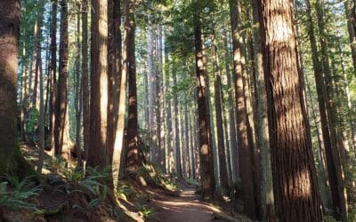 Decoder Replay: Forests to help the planet breathe