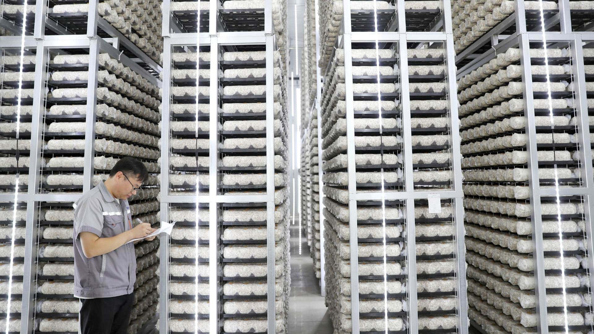 A worker checks the growth of mushroom at a modern agricultural company in Laixi city in east China's Shandong province