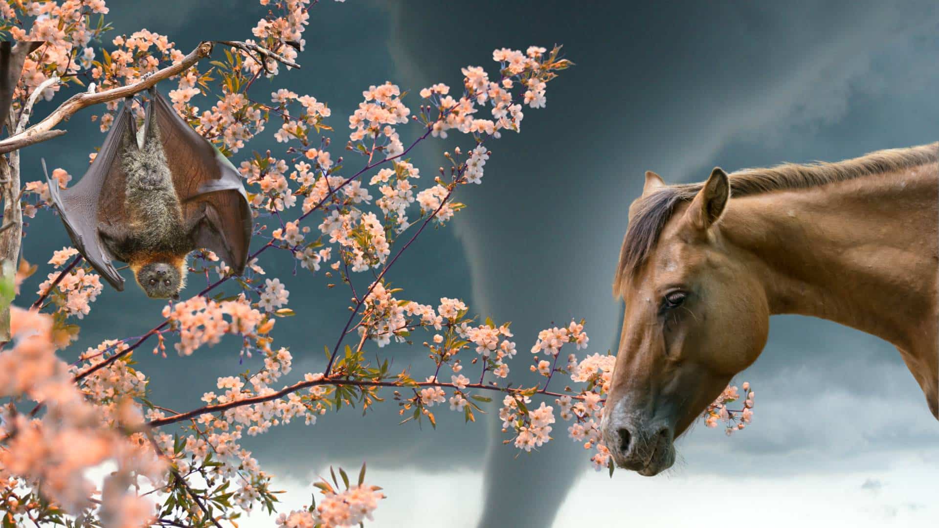 OneHealth (Presentation) A bat, a flowering tree and a horse against the background of a tornado. Illustration by News Decoder.