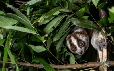 A Javan slow loris in its cage iron box before the release in a cage habituation