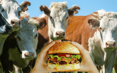 Cows look on as someone eats a juicy burger.
