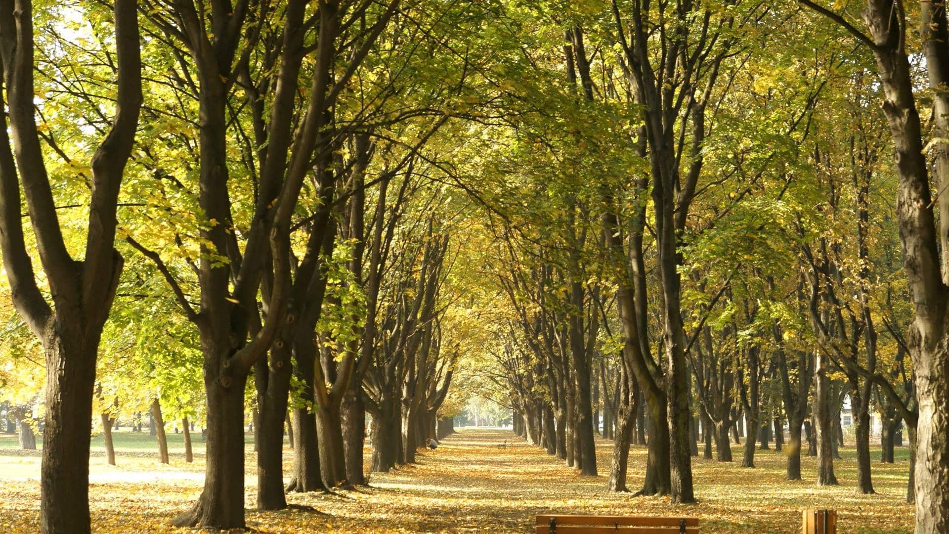 Leaves into paper Trees in an urban park.