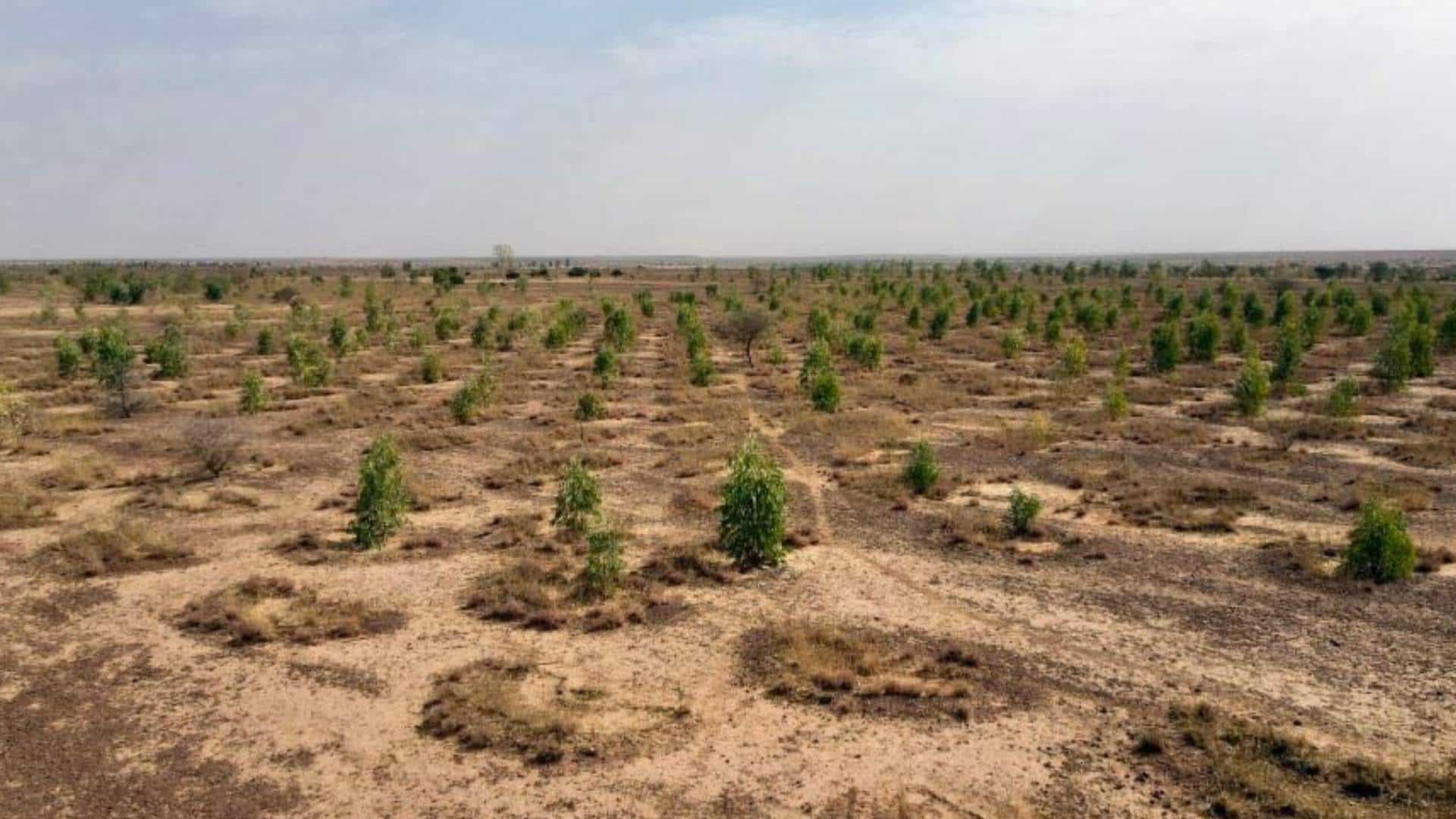 Trees grow in half moons in Niger.