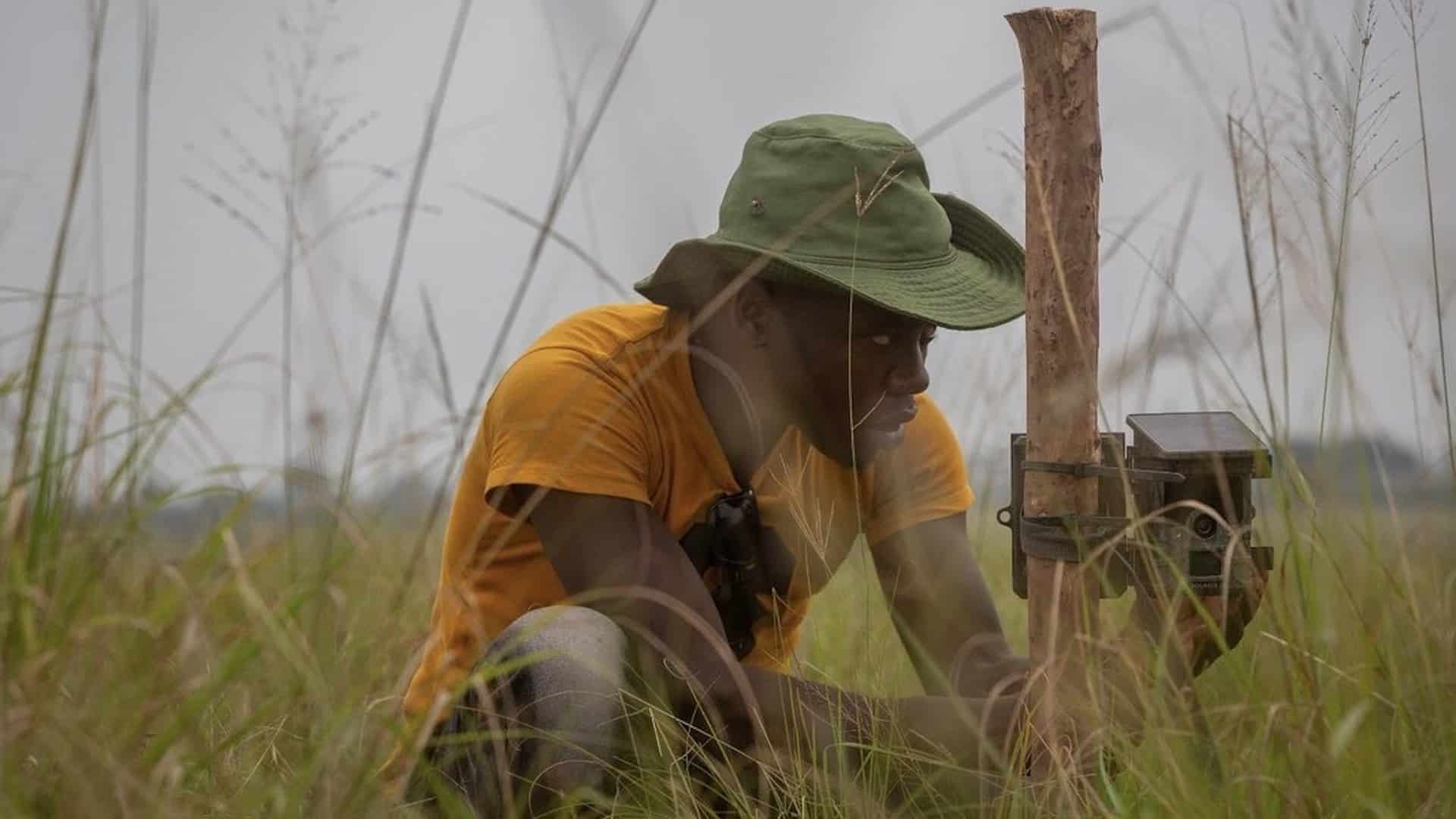 A man sets up a camera trap in Uganda. (Credit: Volcanoes Safaris)