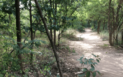 Watch what you say in Myanmar’s sacred forest