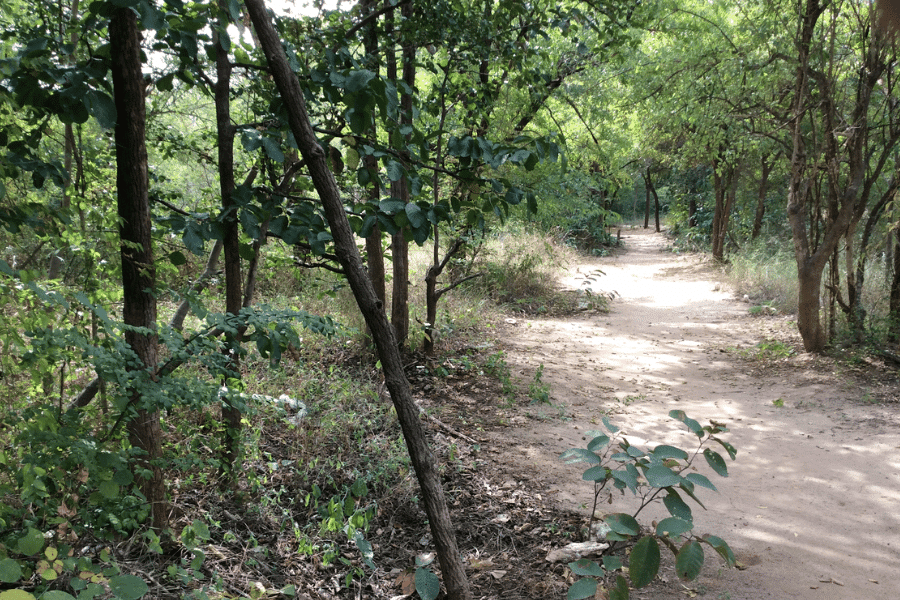 Watch what you say in Myanmar’s sacred forest