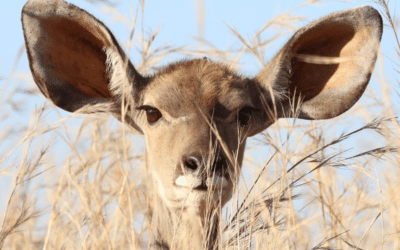 A deer with big ears listens for predators.