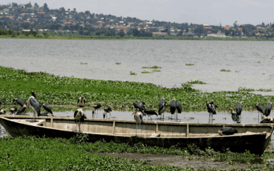From weed to feed: Using nature to control an invasive plant