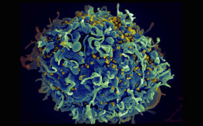 Scientists and social activists work to fight AIDS together