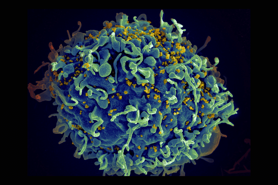 Scientists and social activists work to fight AIDS together