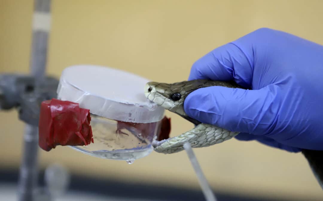 Bite of the Big Four: India’s deadly snakebite crisis