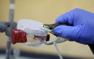 Bite of the Big Four: India’s deadly snakebite crisis