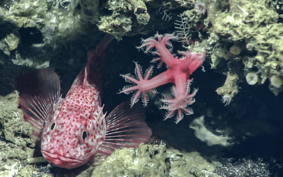 Our ultimate treasure map is of the bottom of the sea