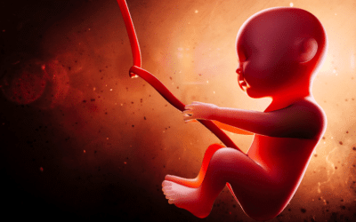 Whose business is it if a woman lends out her womb?