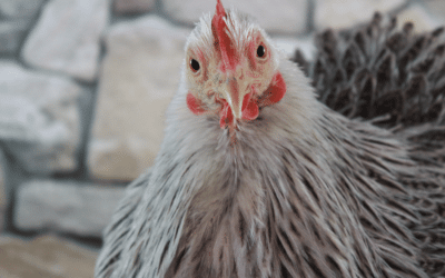 Decoder: What’s all the flap about bird flu?