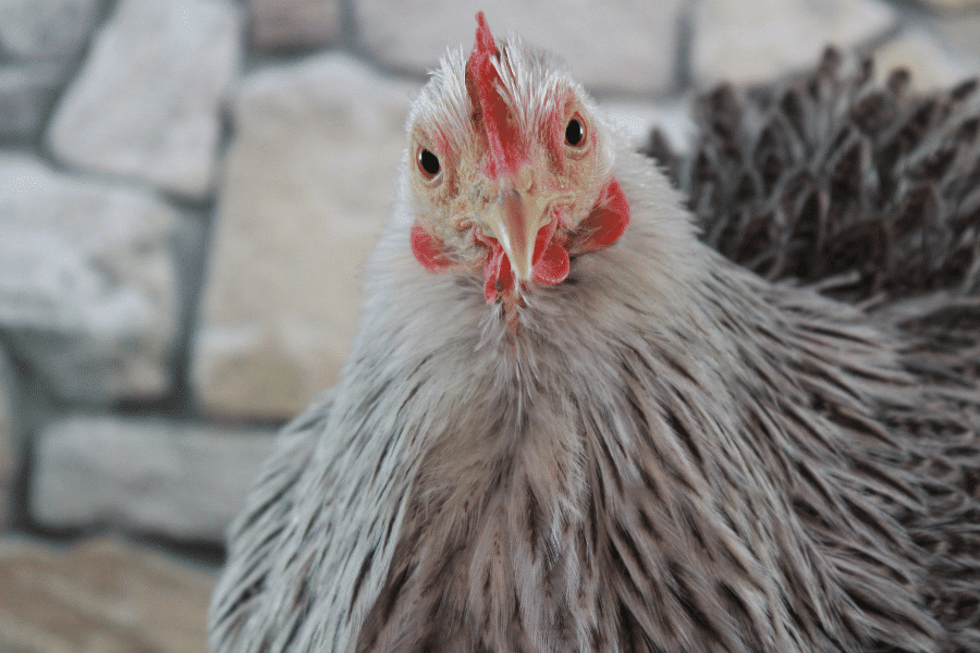 Decoder: What’s all the flap about bird flu?