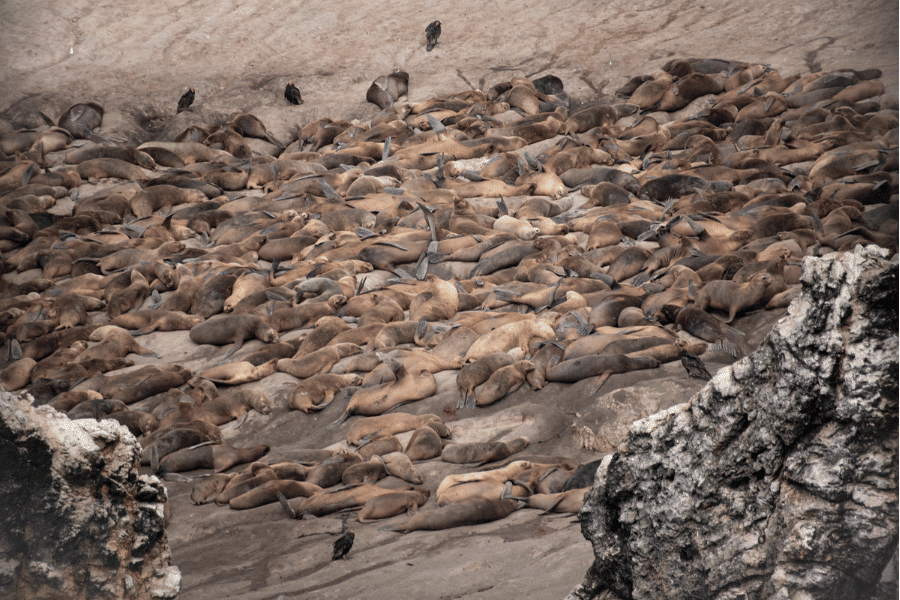 A colony of American fur seals 