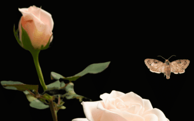 Can Kenya keep a small moth from doing a lot of damage?