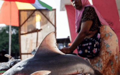 Where sharks are prey