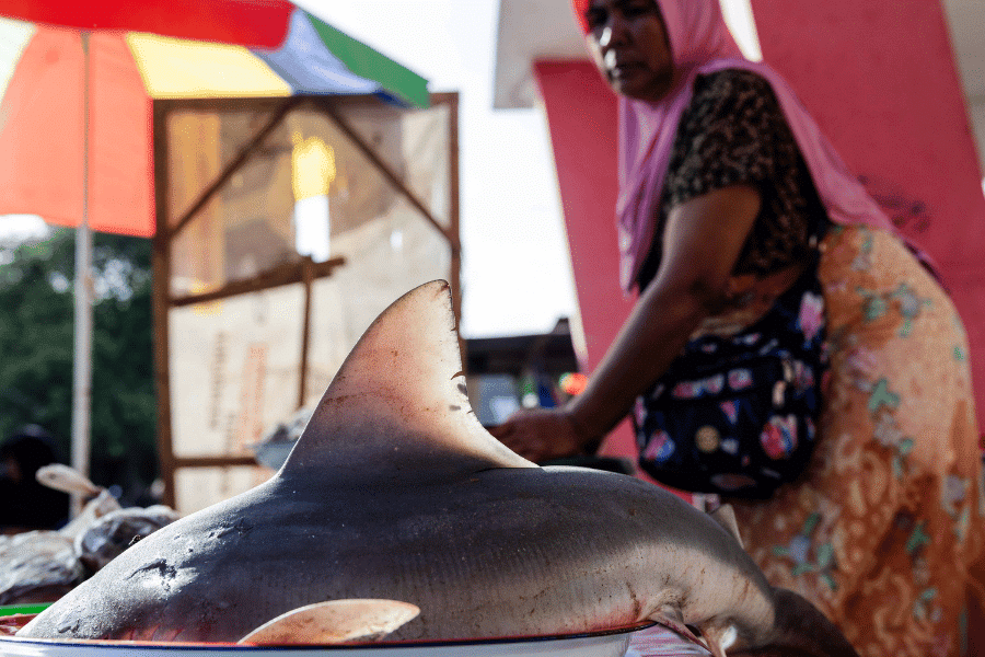Where sharks are prey