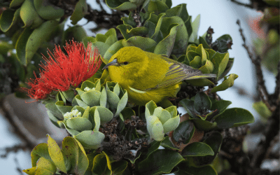 Bringing back birds from the brink of extinction