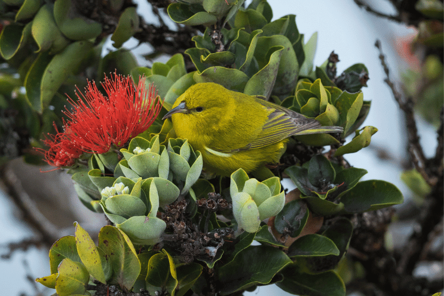 Bringing back birds from the brink of extinction