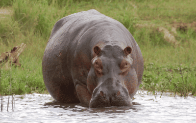 Decoder Replay: How far would you go to save a hippo?
