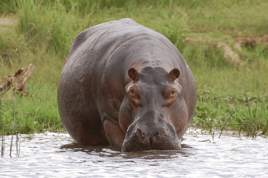 Decoder Replay: How far would you go to save a hippo?