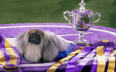 Decoder Replay: Why be judged?