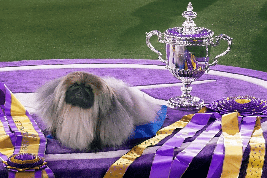 Decoder Replay: Why be judged?