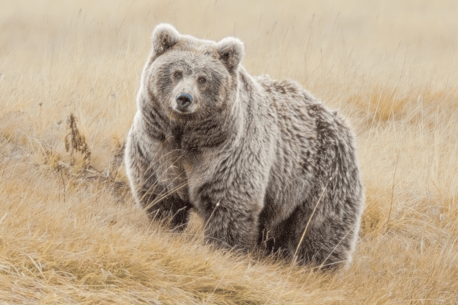 Ensuring survival of the furriest